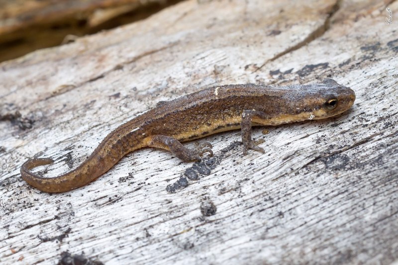 Тритон углозуб