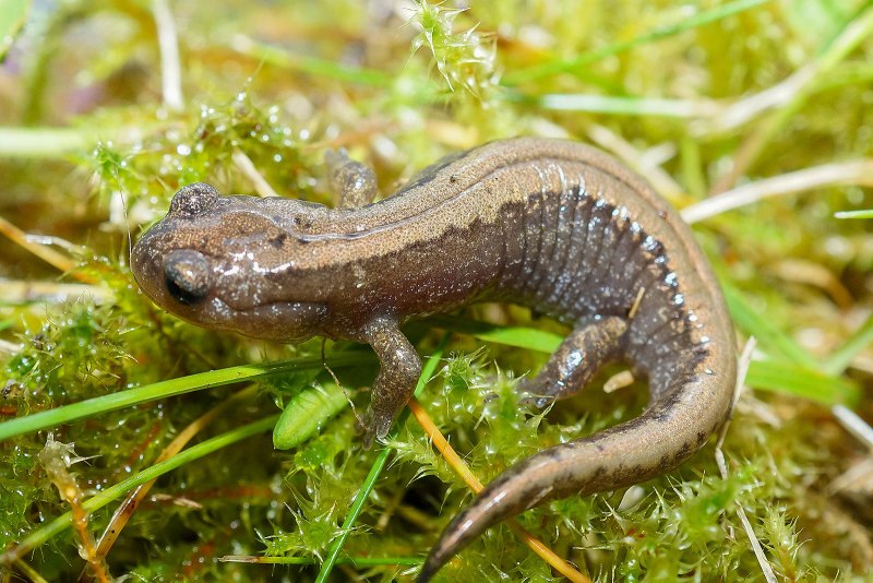 Тритон Сибирский углозуб