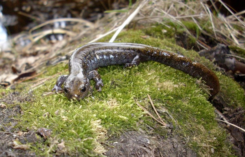 Сибирский углозуб Salamandrella keyserlingii