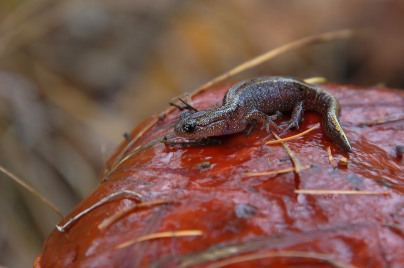 Salamandrella keyserlingii