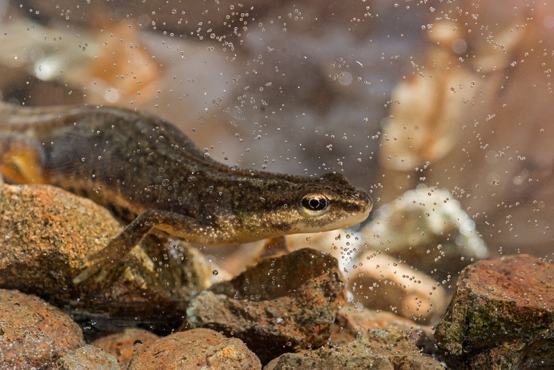 Обыкновенный Тритон