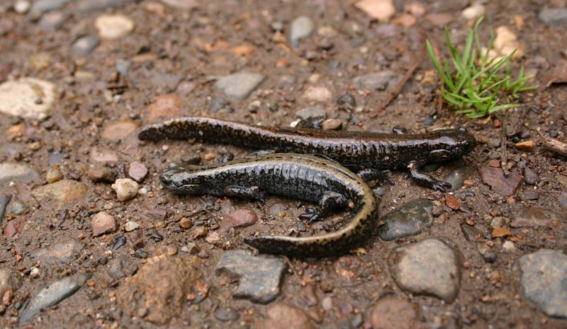 Горный ложный Тритон