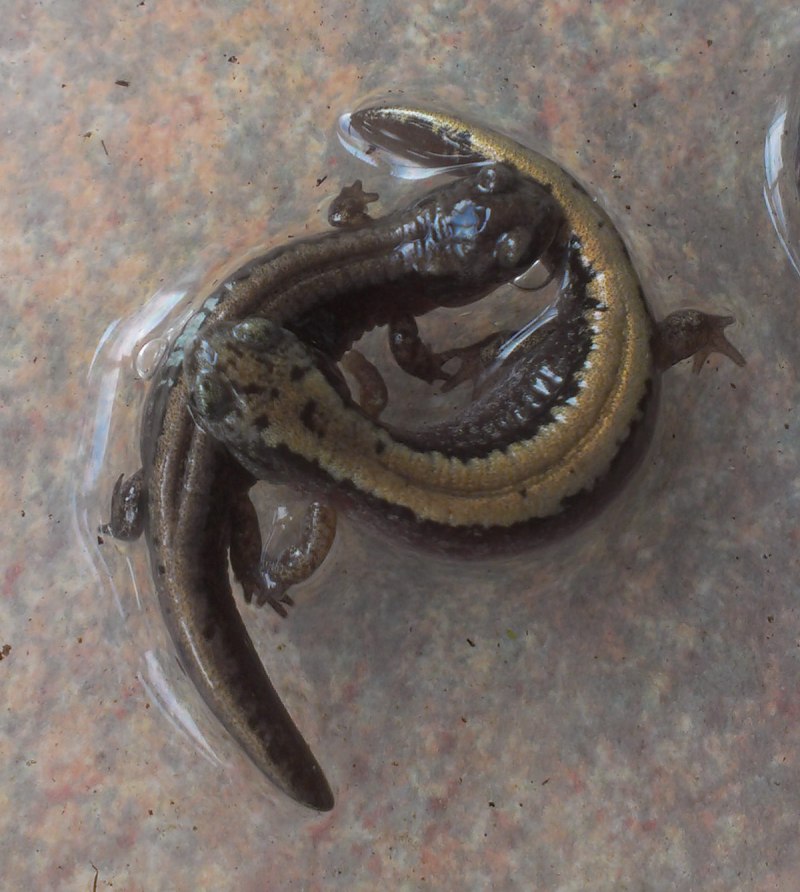 Хоккайдский углозуб