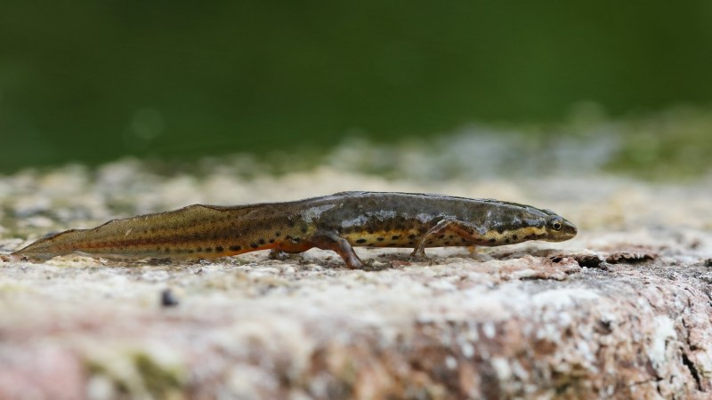 Хоккайдский углозуб Hynobius retardatus