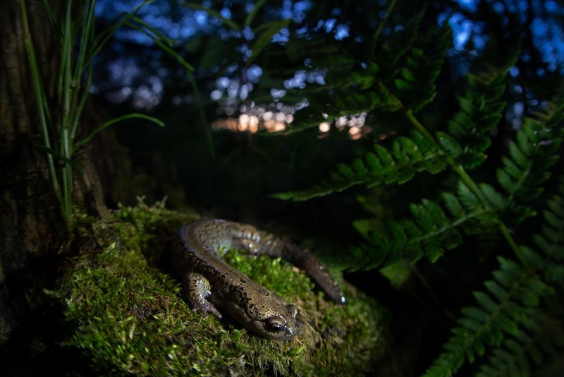 Сибирский углозуб ареал