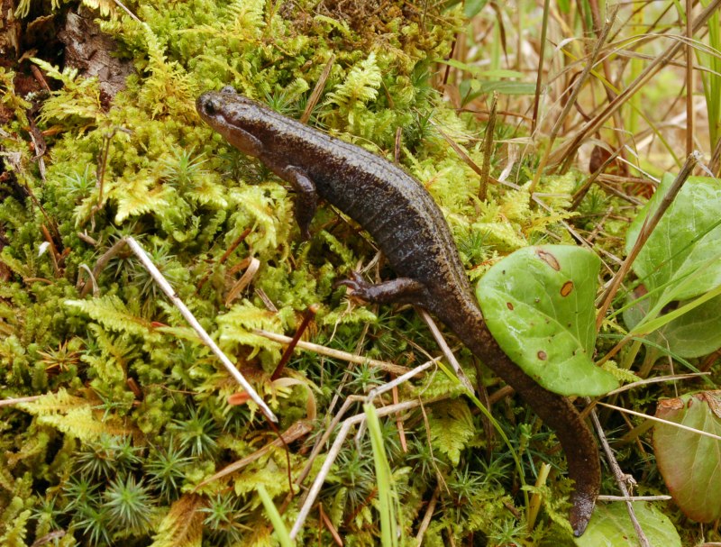 Сибирский углозуб