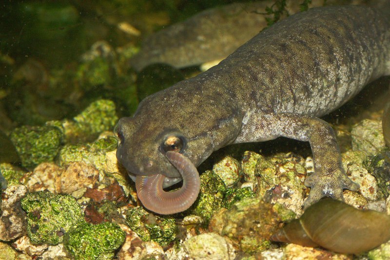 Семиреченский лягушкозуб