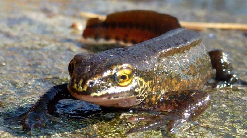 Тритон Сибирский углозуб