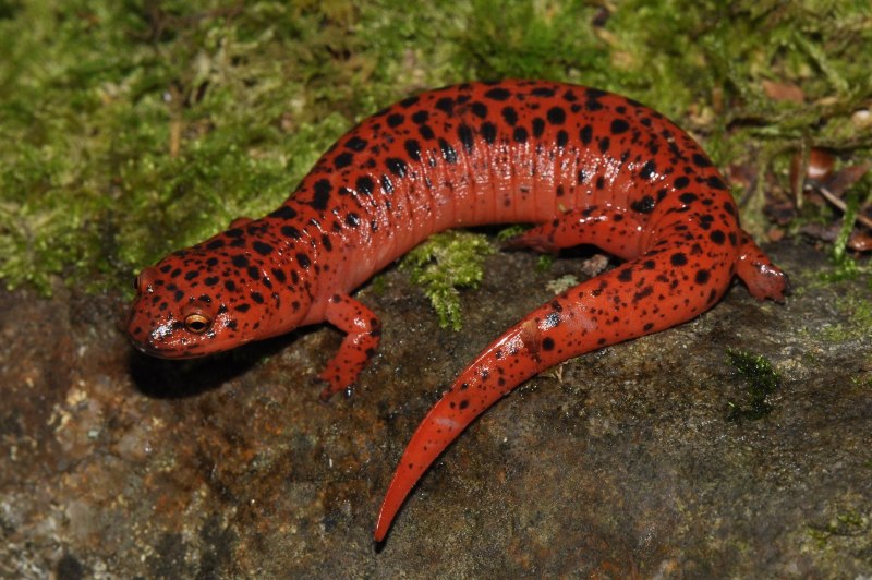 Тритон подмосковный