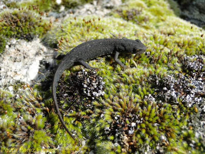 Очковая саламандра