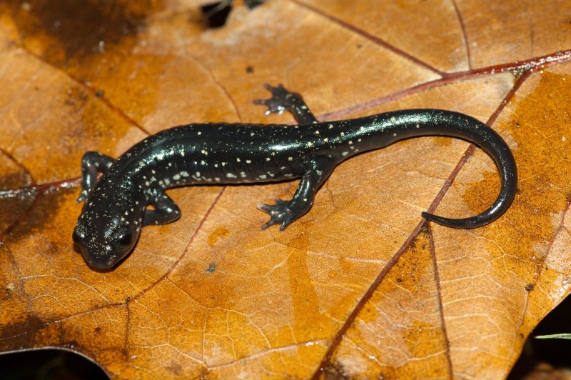 Тритон обыкновенный Армения