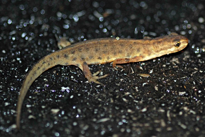 Обыкновенный Тритон личинка