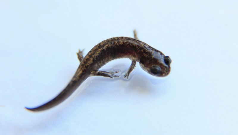 Тритон гребенчатый (ящерица)