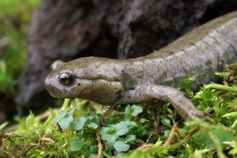 Тритон Озерный