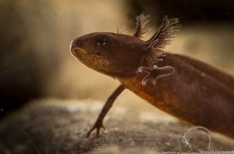 Сибирский Тритон личинка