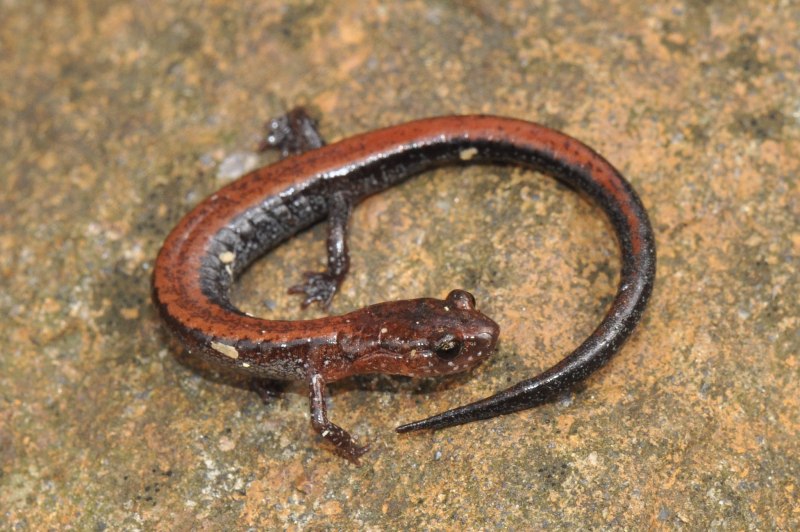Triturus cristatus гребенчатый Тритон