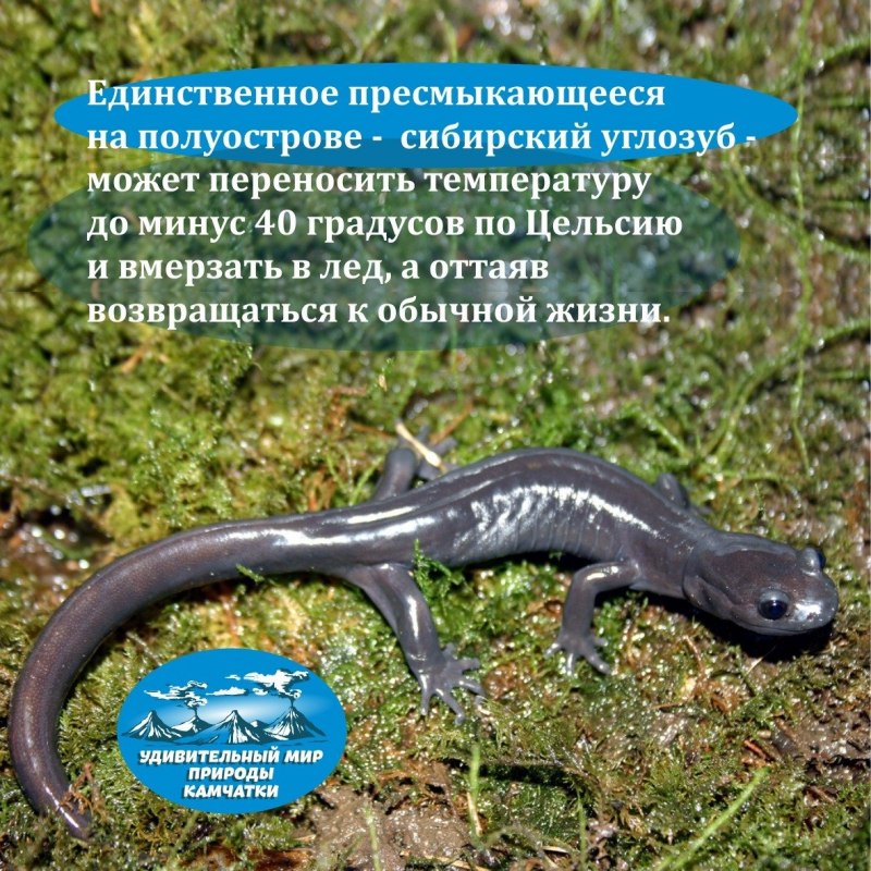 Сибирский углозуб