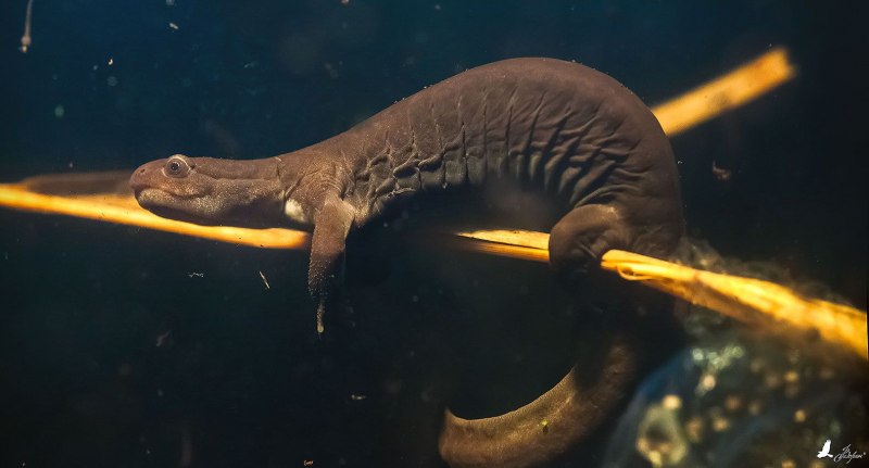 Сибирский углозуб Salamandrella keyserlingii