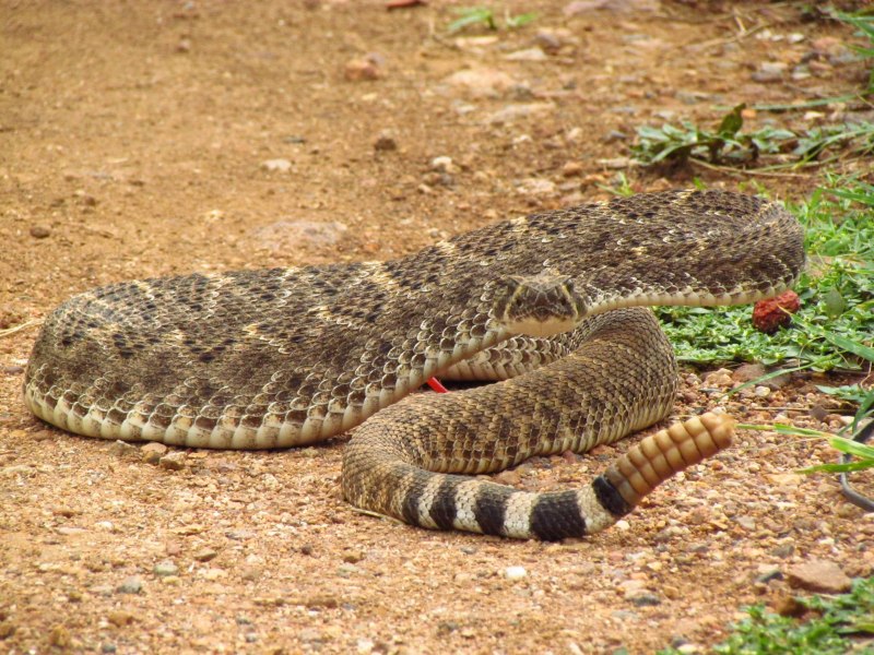 Гремучая змея (гремучник)