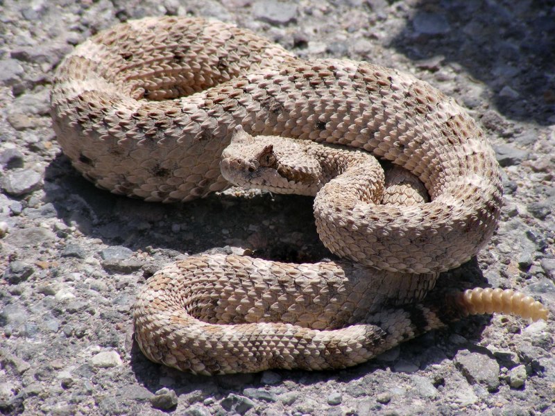 Crotalus cerastes — рогатый гремучник