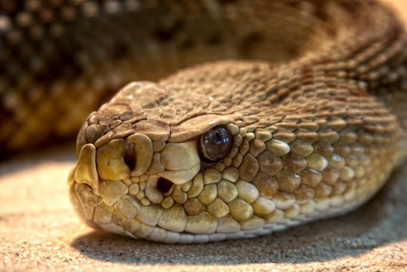 Техасский гремучник Crotalus Atrox