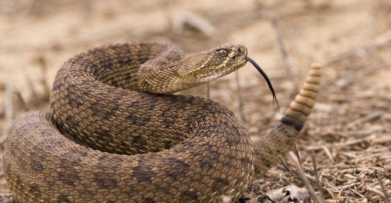 Техасский гремучник