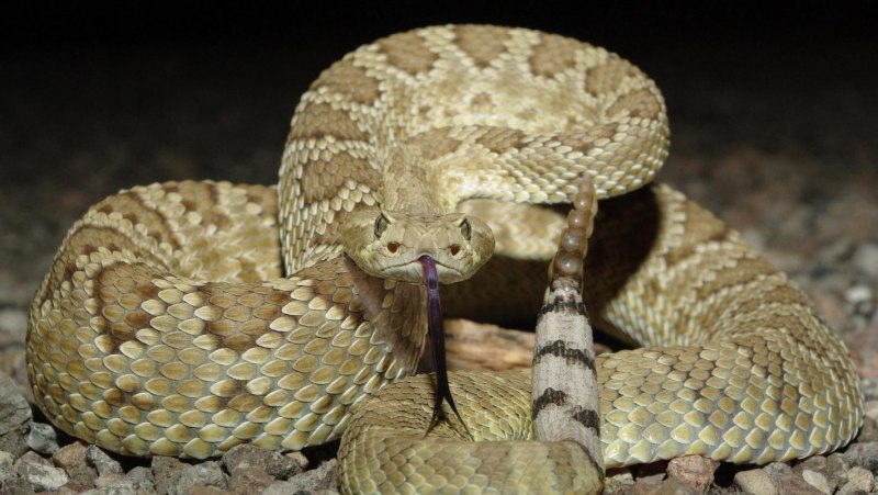 Гремучник Мохаве