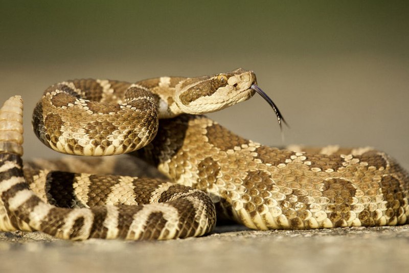 Техасский гремучник змея