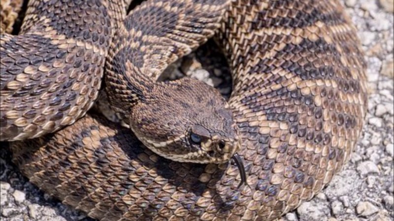 Алмазный гремучник