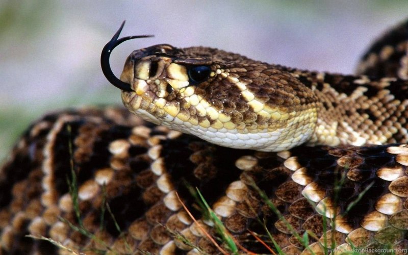 Ромбический гремучник