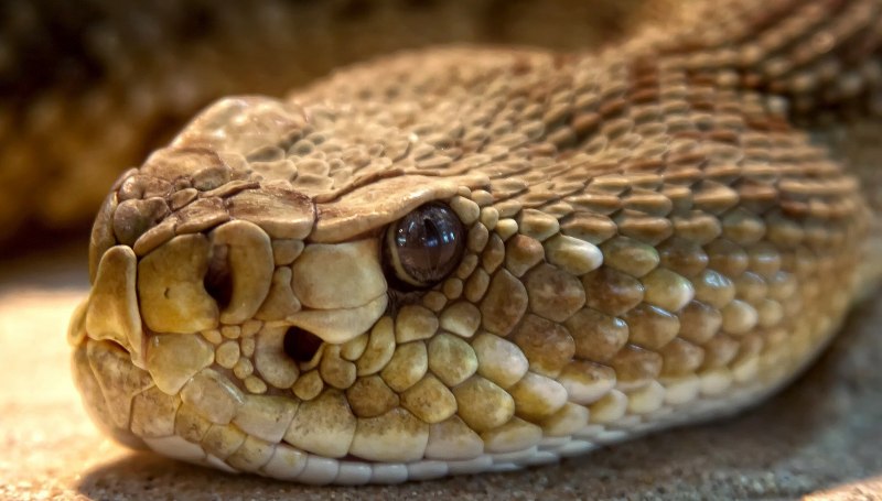 Детеныш гремучей змеи