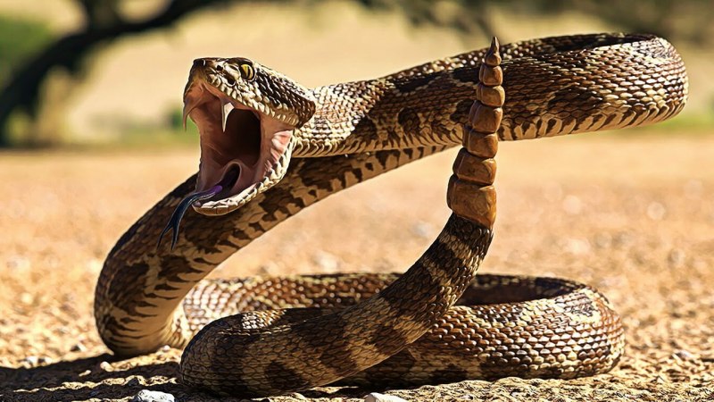 Техасский гремучник