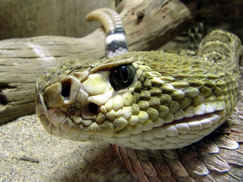 Зелёный гремучник