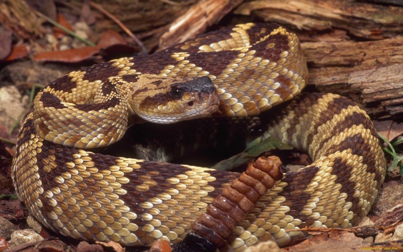 Гремучая змея и питон