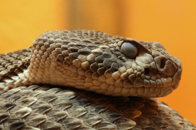 Crotalus Atrox
