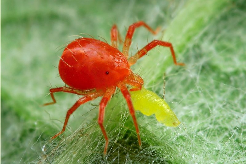 Фитосейулюс ПЕРСИМИЛИС