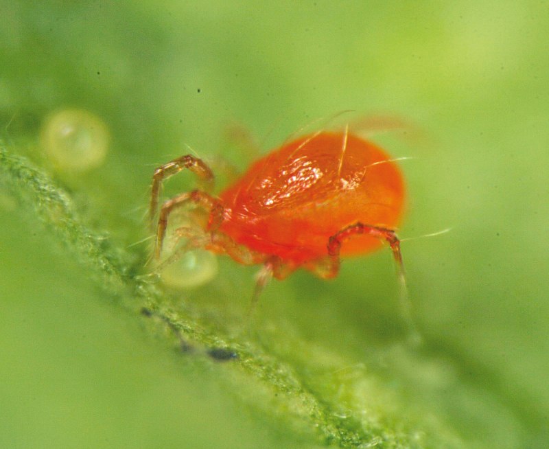 Хищный почвенный клещ