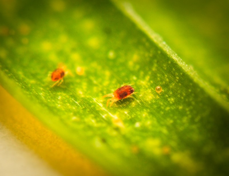 Оранжевый паутинный клещ