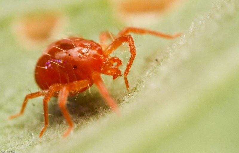 Tetranychus cinnabarinus