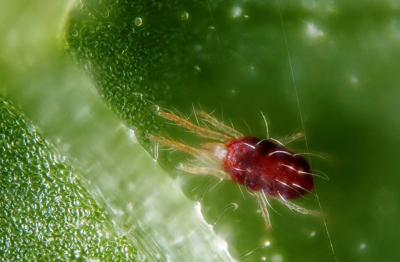 Обыкновенный паутинный клещ