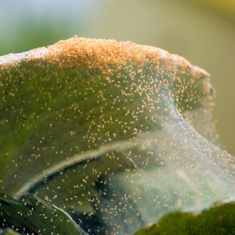Паутинный клещ на ежевике