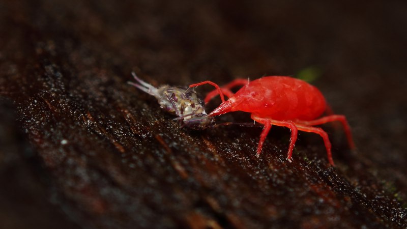 Красные паутинные клещи