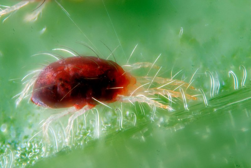 Фитосейулюс ПЕРСИМИЛИС