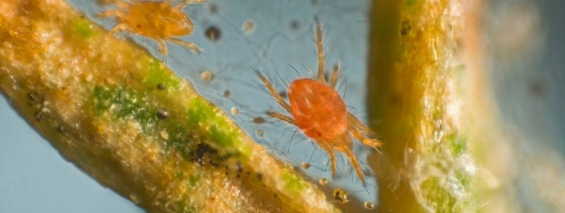 Паутинный клещ Tetranychus Telarius