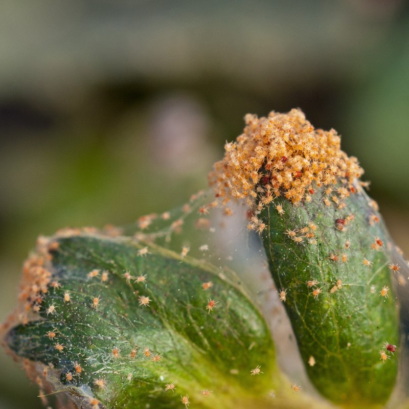 Tetranychus urticae нимфа