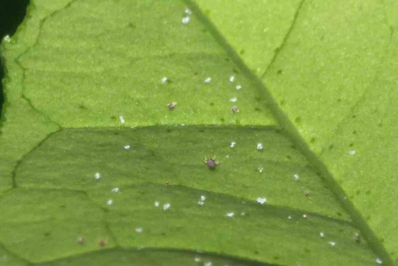 Обыкновенный паутинный клещ Имаго