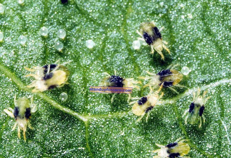 Растения пораженные паутинным клещом