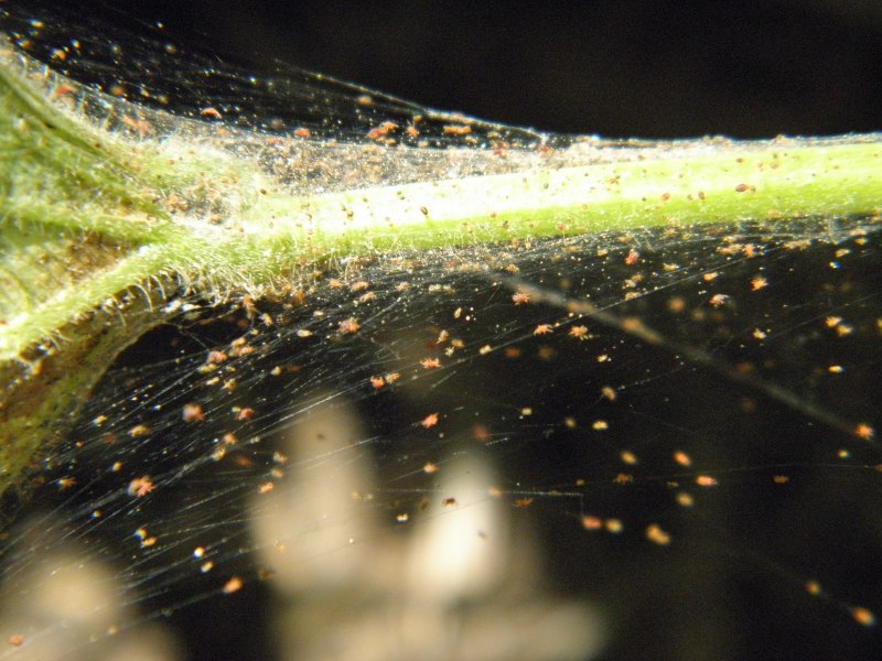 Бегония паутинный клещ