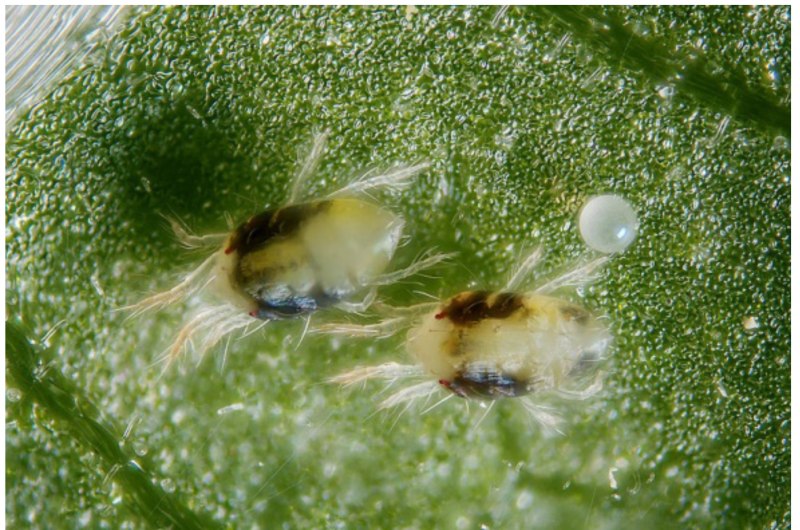 Атлантический паутинный клещ