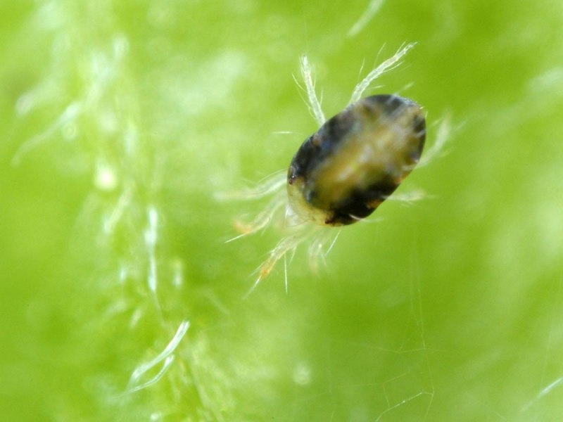 Галловый клещ на яблоне